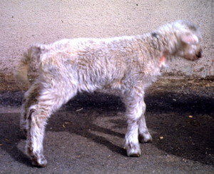 Border Disease