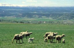 Ewes & Lambs